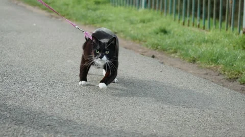 Black and white cat walking on leash along park path. Curious pet exploring Stock Footage 333242046