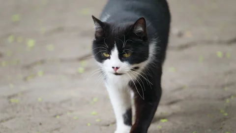 Black and white cat walking forward on a path, looking focused and alert Stock Footage 335408985