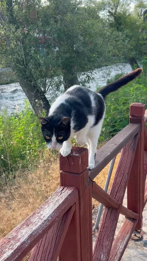 Black and white cat walking on a bench Stock Footage 337108531