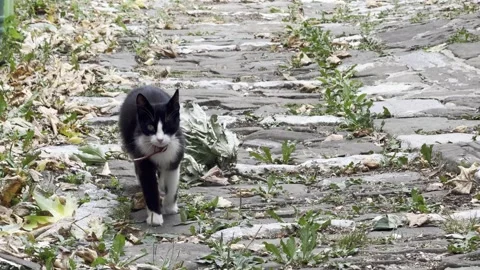 Black and White Cat Walking on Cobblestone Path in Zagoria Stock Footage 345321917