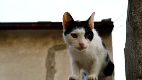 A black and white cat walks on a brick wall in an urban setting, looking Stock Footage 316595690