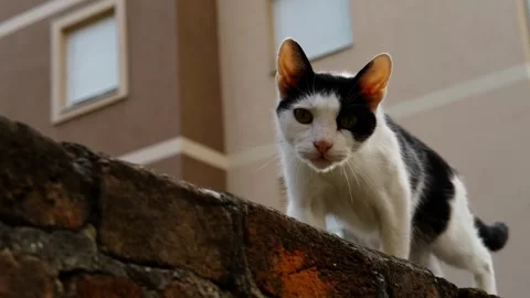 A black and white cat walks on a brick wall in an urban setting, looking Stock Footage 316596122