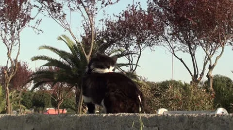 Black and white cat washes up Stock Footage