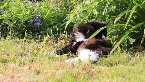 A black and white cat washes while lying on the grass. In nature, Stock Footage 232043145