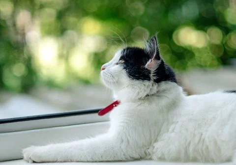 A black and white cat on the window and looks out into the street in bright s Stock Photos
