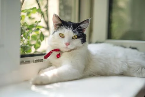 A black and white cat on the window and looks out into the street in bright s Stock Photos