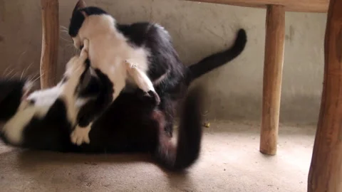 Black and white cats fighting Stock Footage 262335926