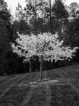 Black and white cherry tree in spring blossom Stock Photos