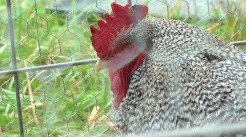 Black and White Chicken Video stock 43066337