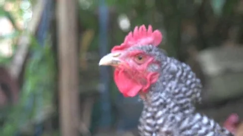 Black and White Chicken  Stock Footage 69129740