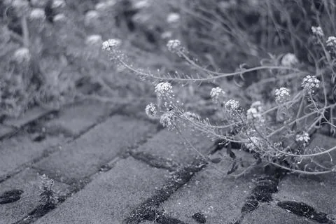 Black and white close-up of delicate wild plants and weeds growing from the c Stock Photos