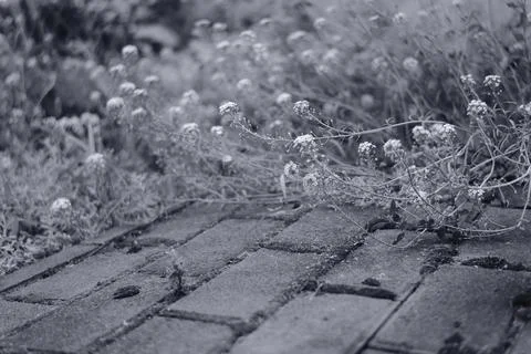 Black and white close-up of delicate wild plants and weeds growing from the c Stock Photos