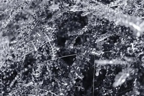 Black and white close-up of a leafy bush with small berries. The image has a  库存照片