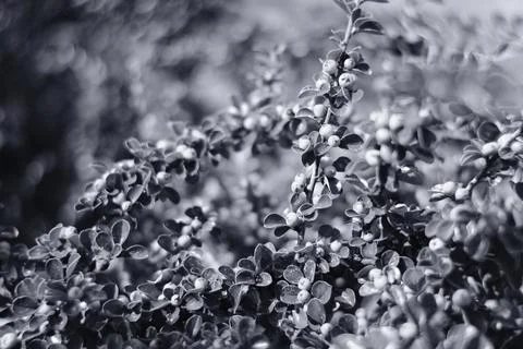 Black and white close-up of a leafy bush with small berries. The image has a  Фото