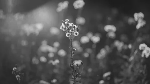 Black and white close up macro perspective of wild plant flower seed head Stock Footage 341400317