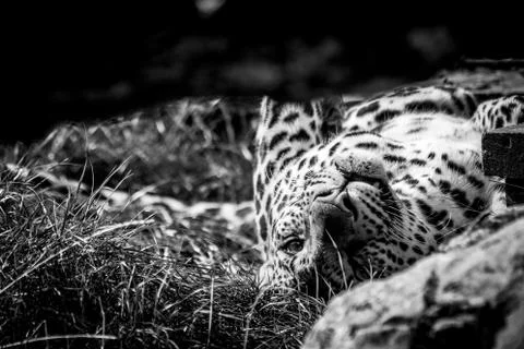 A black and white close up portrait of a leopard with its eyes open after bei Stock Photos