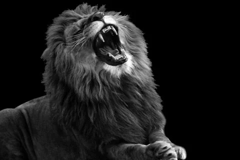 Black and white Close Up Of Roaring Lion king isolated on black. Stock Photos