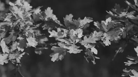 A black and white, close-up shot of an oak branch covered in detailed leaves Video stock 335404117