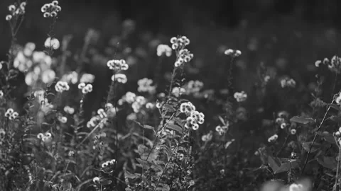 Black and white close?up of tall wildflowers with round clustered blooms Stock Footage 336904287