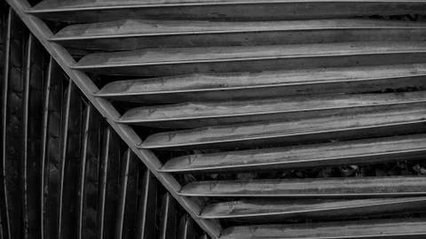 Black and white close-up texture coconut leaves. Stock Photos