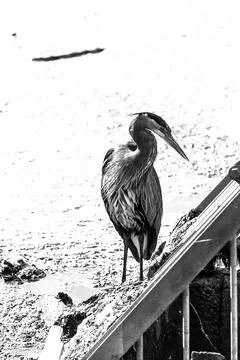 Black and white closeup shot of a heron Stock Photos