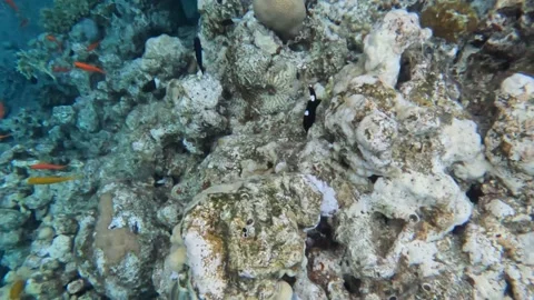 Black and White Clown Triggerfish - Very Cool Video Stock Footage 232952548