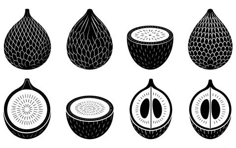 Black and white of coconuts and their cross-sections Stock Illustration