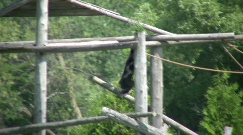 Black and white colobus monkey swings through trees (High Definition) Stock Footage 359880