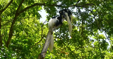 Black and White Colobus Monkey Family in tree Stock Footage 60596021