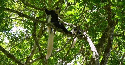 Black and White Colobus Monkey Pair in tree Stock Footage 60596145