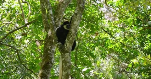 Black and White Colobus Monkey in tree Stock Footage 60596282