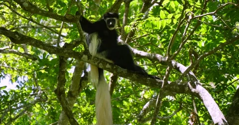 Black and White Colobus Monkey in tree Stock Footage 60596482