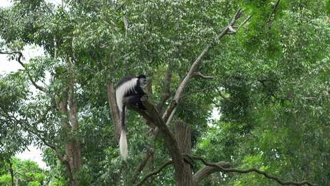Black and white Colobus monkey sitting on a tree Stock Footage 83404593