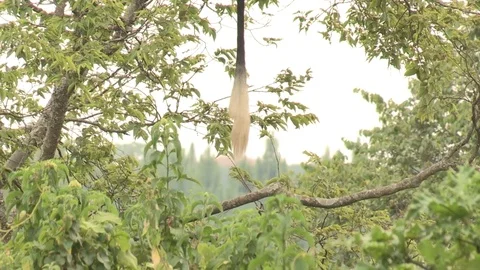 Black and White Colobus Monkey Video stock 84595514