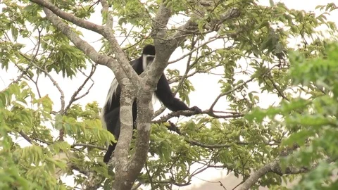 Black and White Colobus Monkey Video stock 84595829