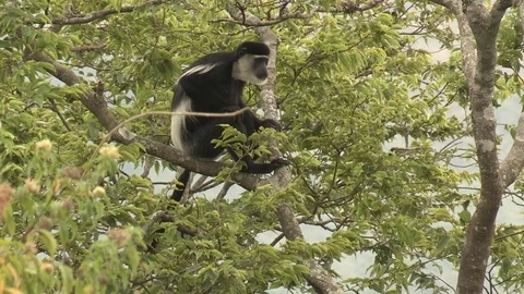 Black and White Colobus Monkey Stock Footage 84596181