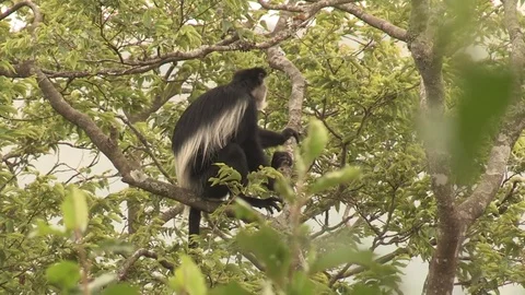 Black and White Colobus Monkey Stock Footage 84596717