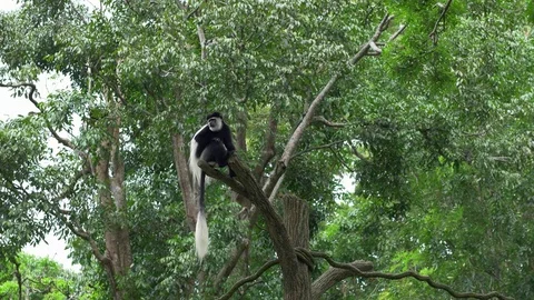 Black and white Colobus monkey sitting on a tree Stock-Footage 85302239