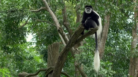 Black and white Colobus monkey sitting on a tree Video stock 86015740