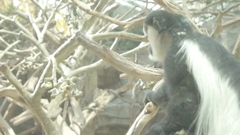 Black-and-White Colobus Monkey Stock Footage 86576952