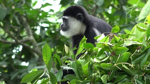 Black and white colobus monkey (Colobus guereza) eating leaves in the tree Video stock 87232590