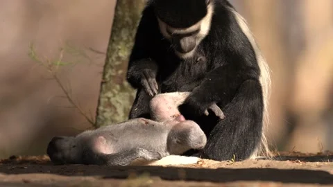 Black-and-white colobus monkey from Harenna Forest, Bale Mountains NP, in Ethiop Stock Footage 164020107