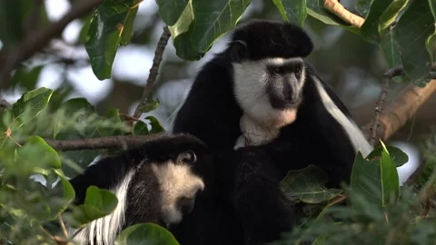 Black-and-white colobus monkey from Harenna Forest, Bale Mountains NP, in Ethiop Stock Footage 164020195