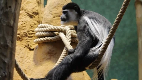 Black and white colobus monkey sitting on a rope at the zoo Stock Footage 250147220