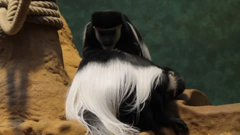 Black and white colobus monkey sitting on a rope at the zoo Stock Footage 250147221