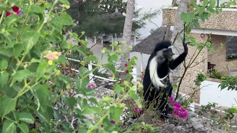 A black-and-white colobus monkey (Gereza) is seen perched on a tree within the Stock Footage 305015893