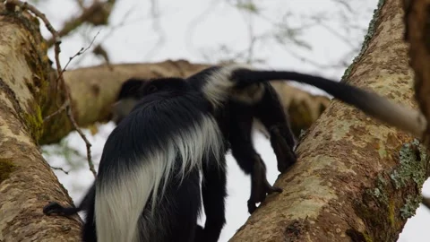 Black and white colobus monkey mother protecting and caring for its young baby Stock Footage 327691425