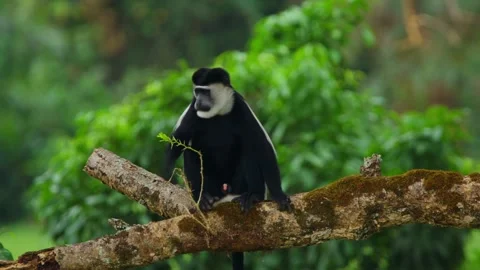Black and white colobus monkey sitting on a mossy branch, observing its Stock Footage 328132676