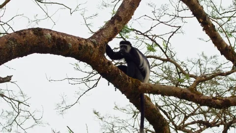 Black-and-white Colobus Monkey Eating Leaves Of The Tree In Uganda. - closeup Video stock 328214043