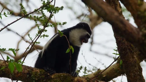 Black-and-white Colobus Monkey On The Tree In Uganda. - closeup shot Video stock 328214051